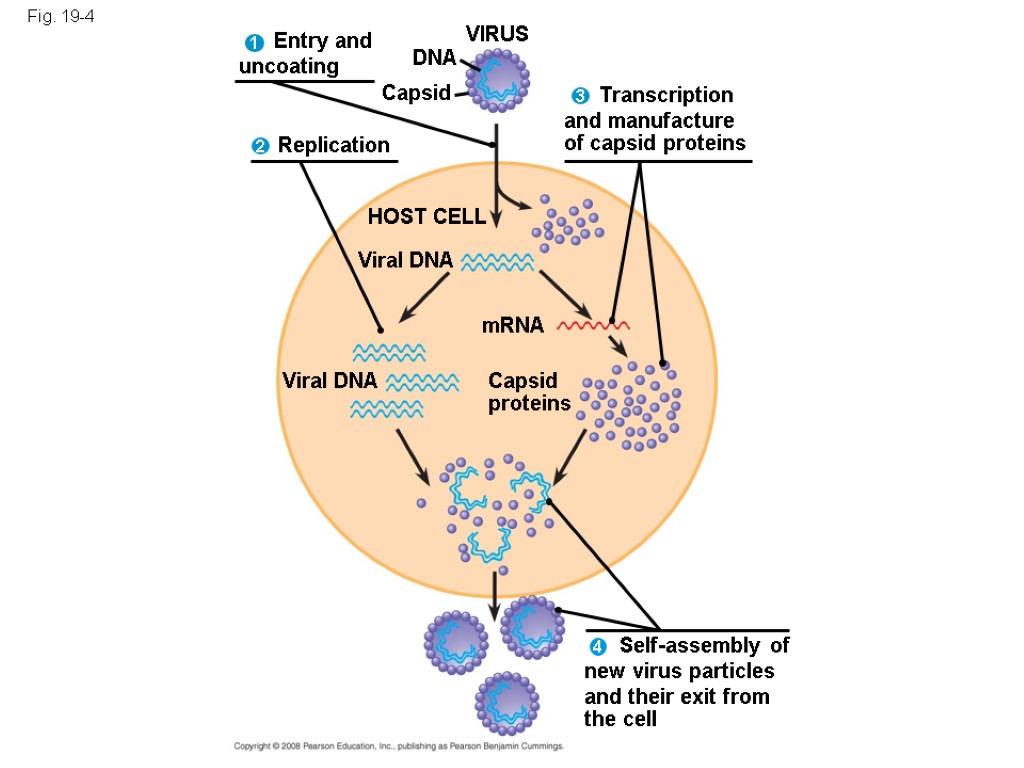 Transcription and manufacture of capsid proteins Self-assembly of new virus particles and their exit